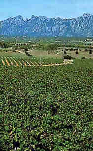 wines